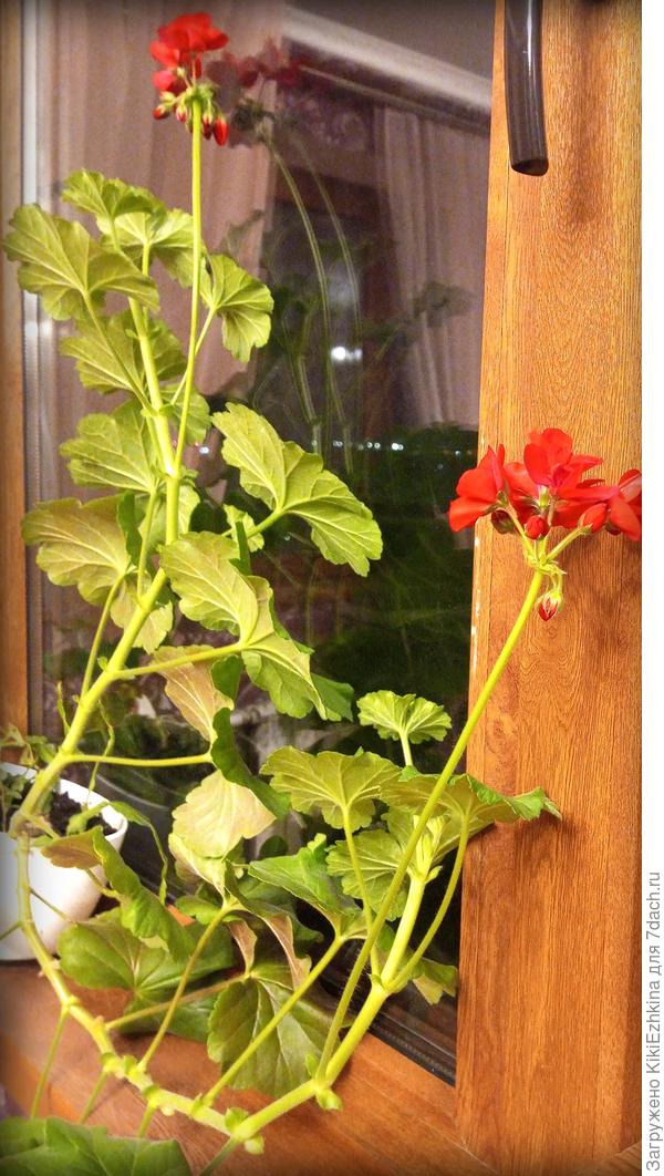 На  летнем солнцепёке эти Пеларгонии выше 25 см не поднимались в саду,а в доме  на подоконнике в зимний  период - рванули в высоту!