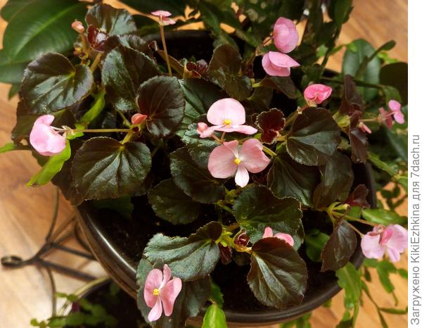 Вот так  меня  поздравили  мои   прошлолетние бегонии садовые  внутри оранжереи...