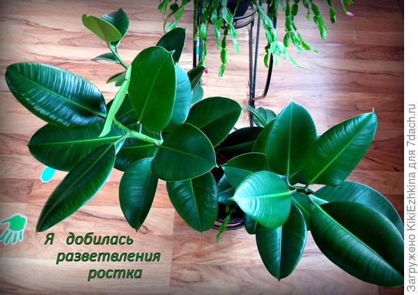 Вид  сверху... Очевидно что разветвление  уже  заметно в  три ветви... Но  ожидаю  более  широкого куста.