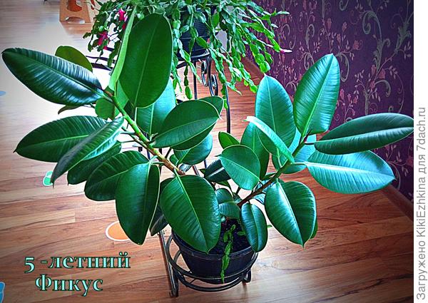 Начиналось всё  с  украденного неизвестно где маленького  черенка...