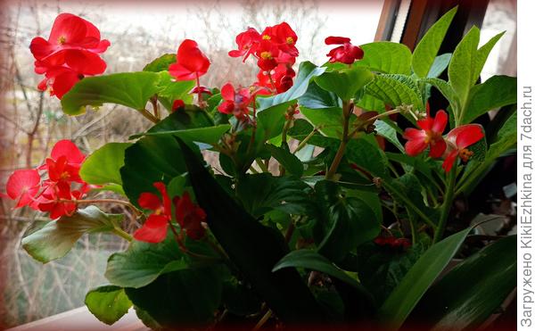 Поздравление  в марте  Садовой  Бегонии  вечноцветущей  -  ждёт  пересадки в летний сад...