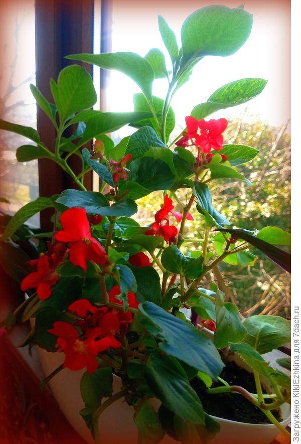 Удалось перенести из сада поздней  осенью  два вида бегонии - оба красавчики на мой взгляд...