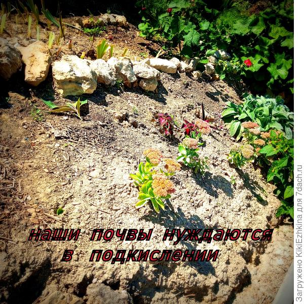 вот это белесоватое  пятно на фотографии - по  своей  фактуре чисто мел напоминает  - вот насколько карбонатные местечки попадаются! Так что у нас  всякие Азалии и Рододендроны   скорее всего могут жить только в ёмкостях...