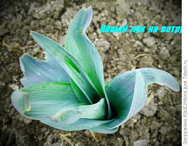 И  на моём огороде это не единственная  напасть: есть ещё  несколько негативных факторов по ранней  весне-    ветры , которые  рвут листву  и  засуха весенняя...  затяжная...