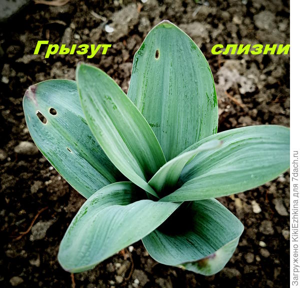 Не  успели  вылезти листья как на них   уже нападают слизни!  И это при том , что я их круглый год в банках  запираю под плотную крышку  - где они и заканчивают  свой  путь земной!