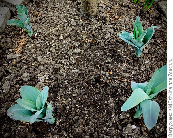 У нас  сейчас в саду  цветёт Абрикос , набухают  цветочные  почки  персика  и нектарина...