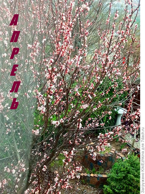 Вот как выглядит  обстановка в моём саду сегодня...  Абрикос  цветёт...