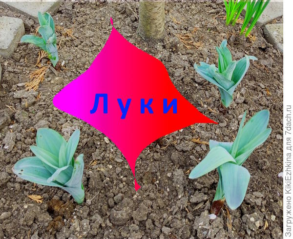 Моя  новая забота и  воплощённая   мечта - теперь буду ждать  каким цветом зацветут?