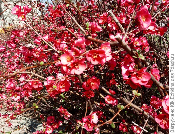 Айва японская (цветёт в марте-апреле)