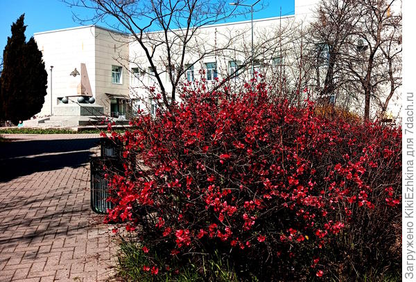 Айва японская на газонах площади Геннериха... Пыталась сеять семенами из пакетика- ничего не взошло!