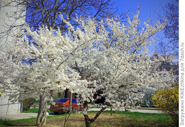 Слива или алыча...красивая как невеста!