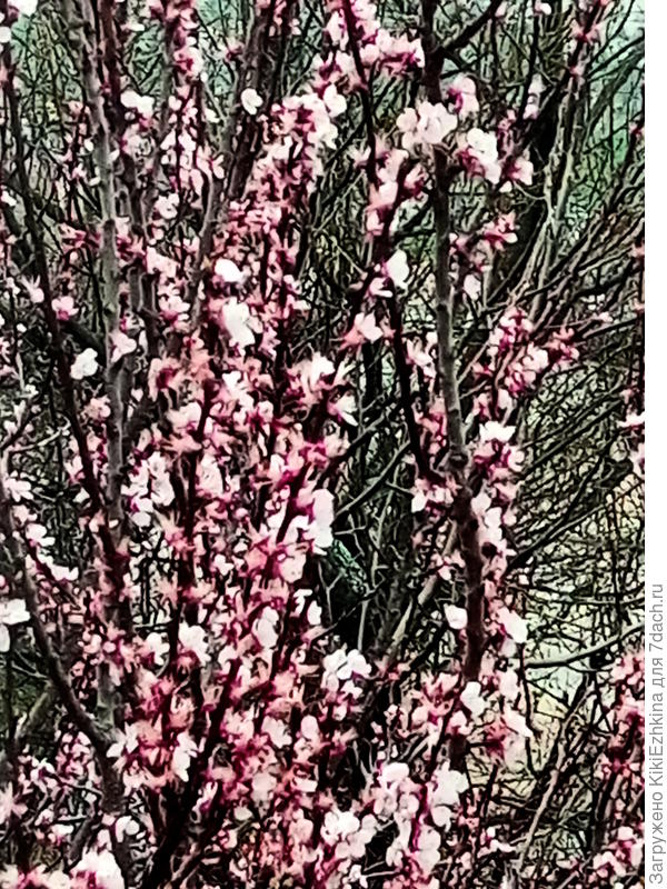 Абрикосы в моём саду цветут красиво и пышно, но урожая пока что не видели...