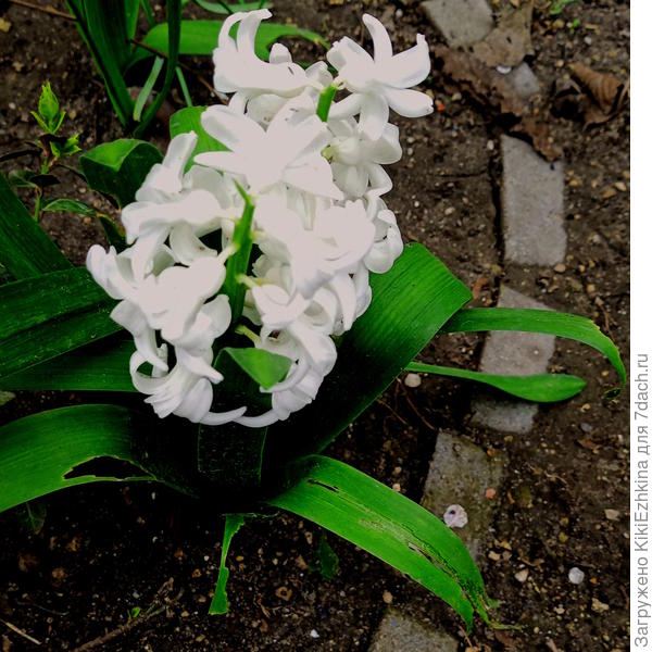 Гиацинты  держатся  несмотря на оставление на месте...