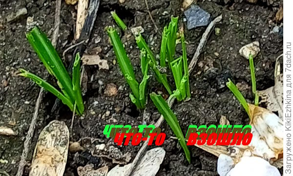 А вот эти-какие-то не внятные ростки... И почему-то верхушки обгрызанные... Непонятная ситуация...