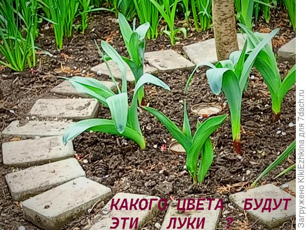 Какой может  быть цвет?