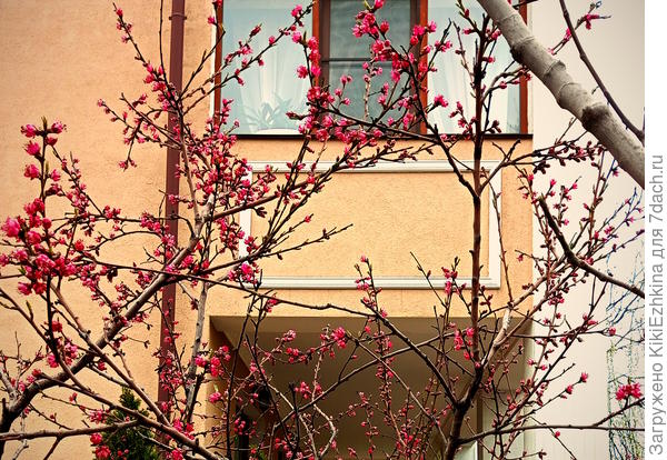 Обожаю цветение персиков!