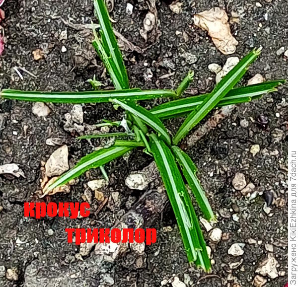 Этот точно похож на листики Крокуса...