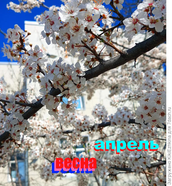 Цветут сливы-алычи по всему городу...