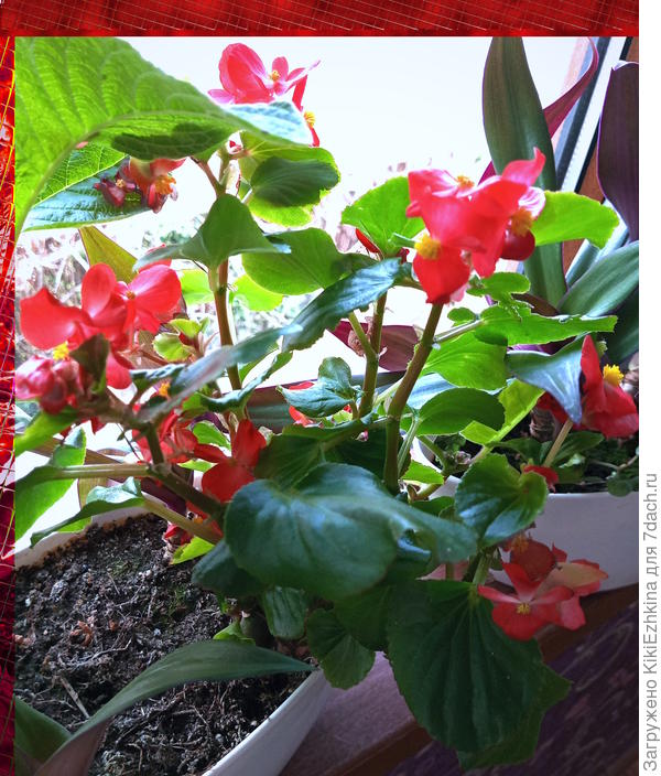 Не  терпится  пересадить  эту  Бегонию в уличное кашпо...