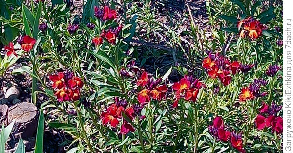 У моих Желтушников желтоватая только серединка цветка... Расцветает  всегда  неожиданно - в начале апреля...