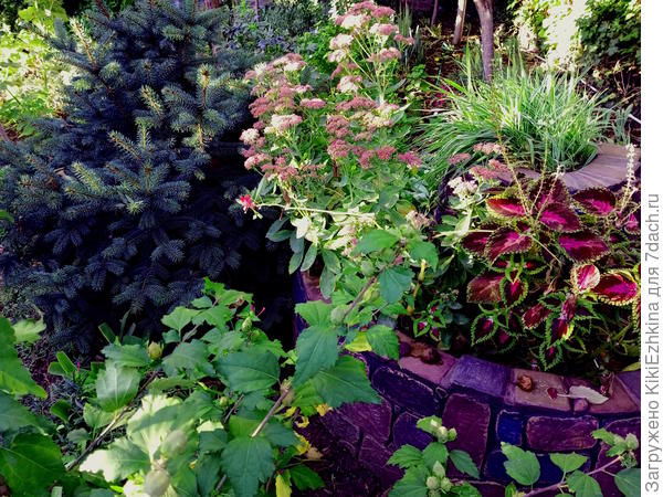 Прошлогодняя  композиция:  Фалярис, Очиток,  Колеус