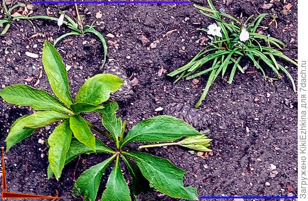 Сзади Морозника (который  по традициям нашего сада цвести не хочет!) -высажен рядок  мелких  цветочков...