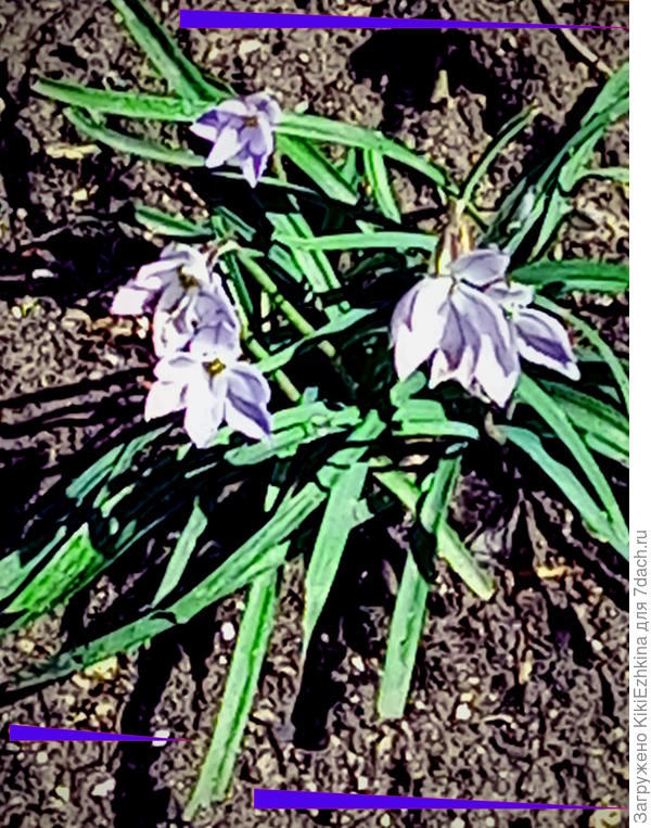 Вот наши  бледнянки - которые я не знаю как и назвать!