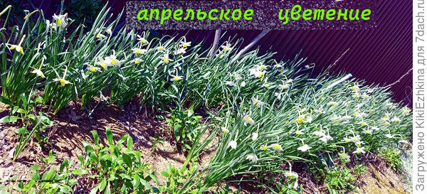 Подзаборные  Нарциссы со стороны улицы...