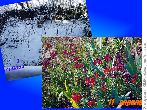 Вот  наша  недельная зима  запечатлена на фото,  а Желтофиоль  за оградой сада радует глаз без всяких подкормок... Правда прополки и рыхления- несколько раз за сезон...