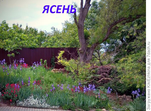 В кроне  этого старого Ясеня  обычно и тусуются сороки...