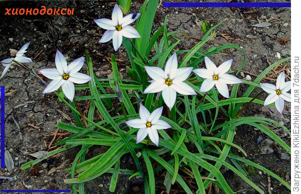 Обрати внимание: листики похожи и  цветочки подобного размера, но Хионодоксы  ли это?