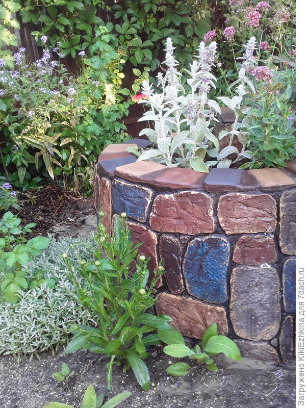 Вот они первые Стахисы - перенесла на другие места, а тут уже перевелись...  Заглянула на диск со старыми фотками...  Июнь 2022