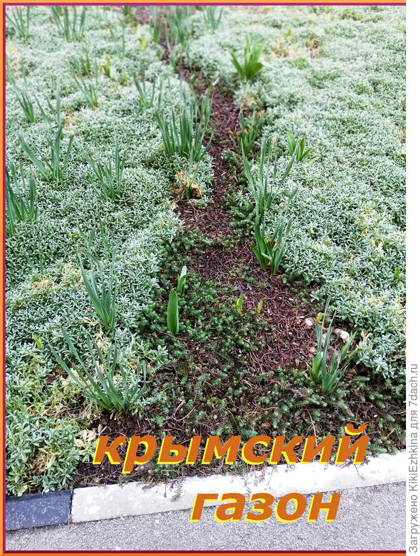 Классические  крымские  многолетники  :  Ясколка  Биберштейна и Блю Форест Очиток отогнутый...