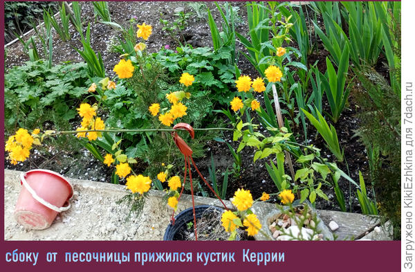 Наиболее  ярко  проявляет  себя прошлогодней  посадки Керрия...  На её  фоне  все остальные цветочки мелковаты...