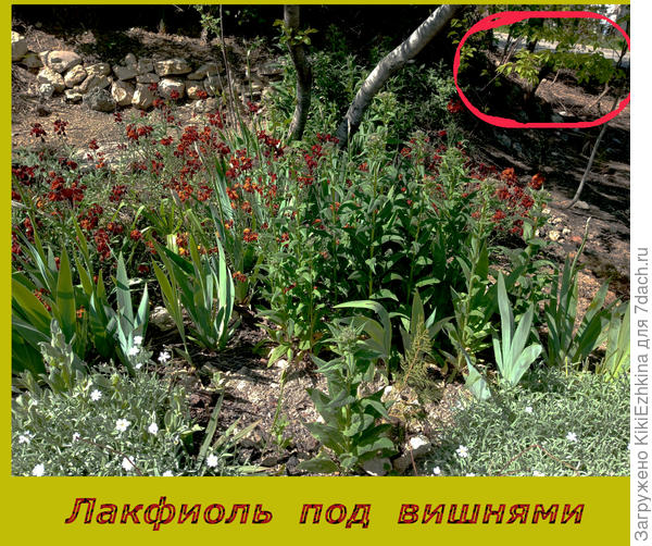Проведала  свою Желтофиоль, а в овале  просматривается открывшееся  пространство- там были  сплошные  ежевичные  кушары!