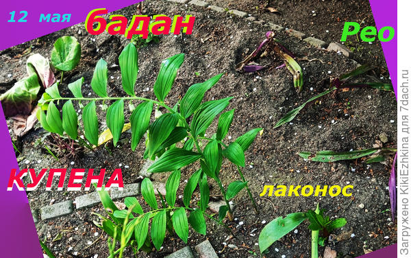 Вид клумбы  оказался  в итоге плачевным!  А из земли  Лаконос так и прёт, так и прёт: 4 сезон на одном месте!