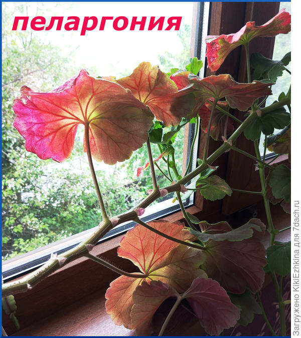 нижние листья  просятся к удалению...