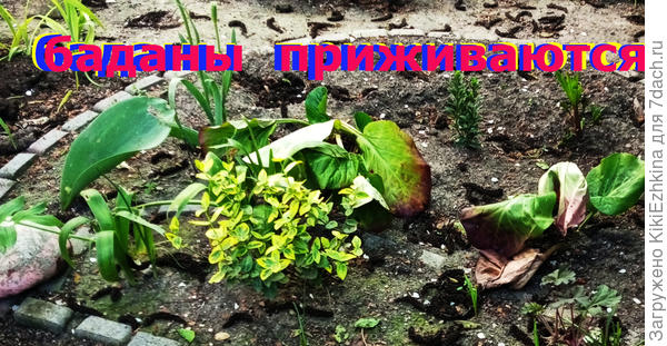 На  цветы  в этом сезоне  пока не рассчитываем...