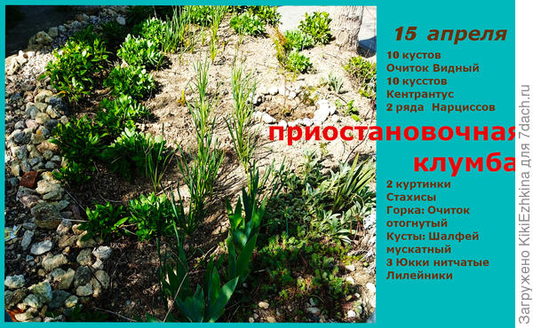 Очень постепенно заселяется клумба  многолетними культурами, способными к выживанию на  солнцепёке...