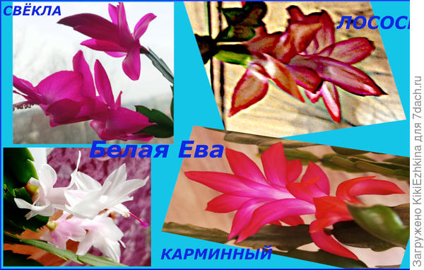 Лососевый  пока ещё  только разрастается...  2  раза цвёл...