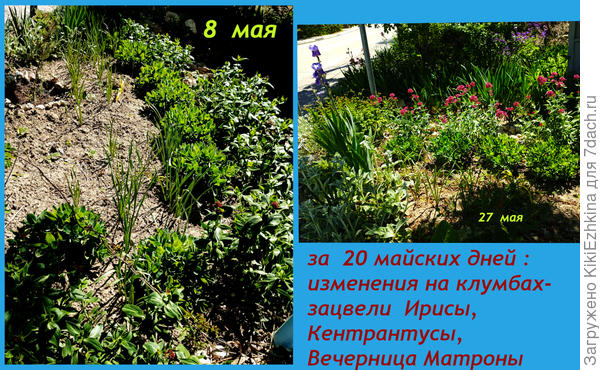 Майские  метаморфозы...
