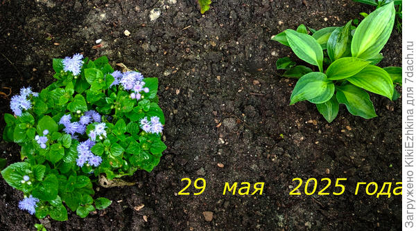 Часть Хост в моём саду постепенно  теряются... Этот сорт пока держится...