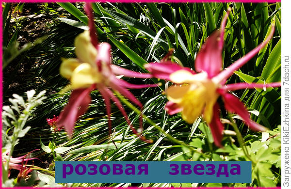 Цвет симпатичный , хотя  совсем не  махровые  цветочки...