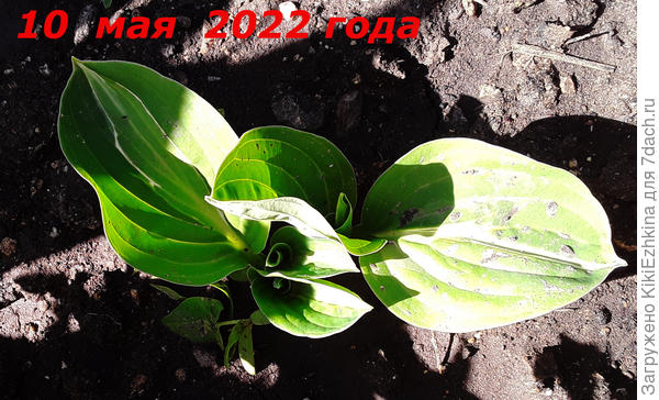 Вот  этот наиболее симпатичный  сорт с  тонкой  каёмочкой