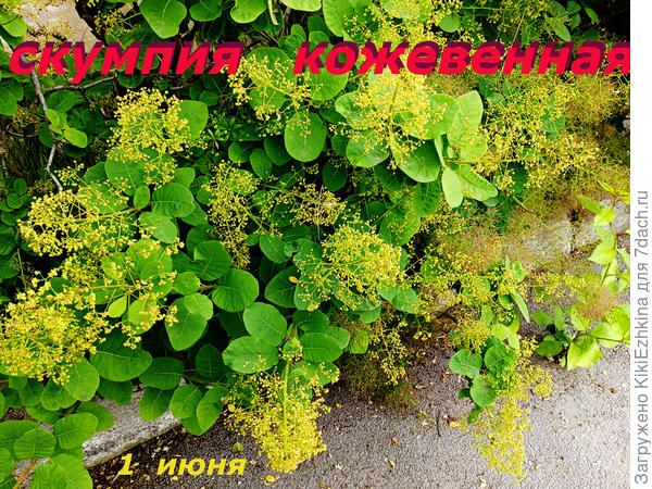 Не смогла пройти мимо  цветущего великолепного красивейшего кустарника!  Сейчас  цветёт, но чуть позднее - украсит Севастополь своей  жёлто-багряной  листвой!