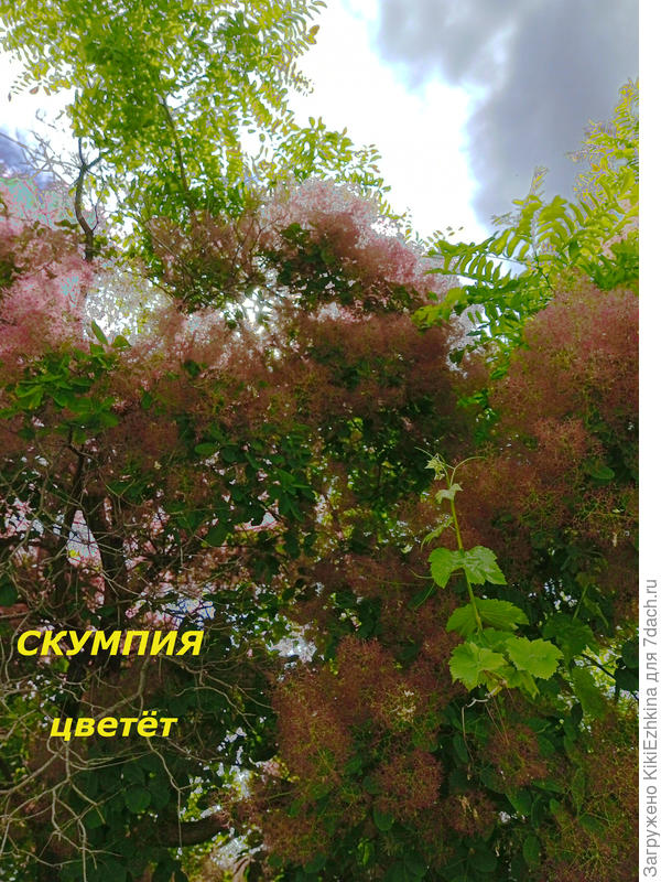 Великолепная  Скумпия  сегодня уже  разрыхлилась...