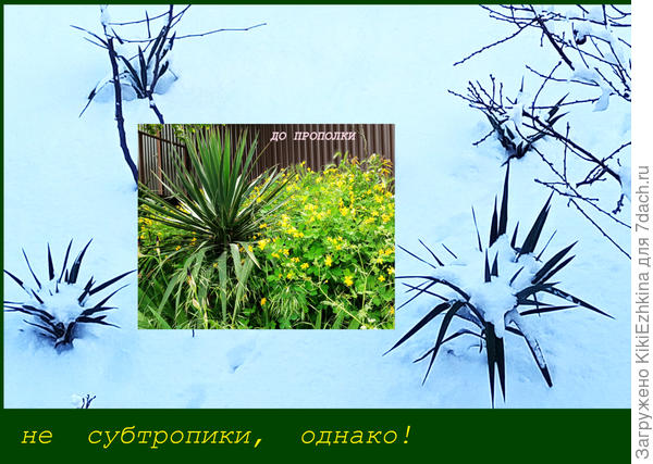 4 Юкки  по центру моей большой клумбы в снежный период и Юкка зазаборная ( до сезонной стрижки)