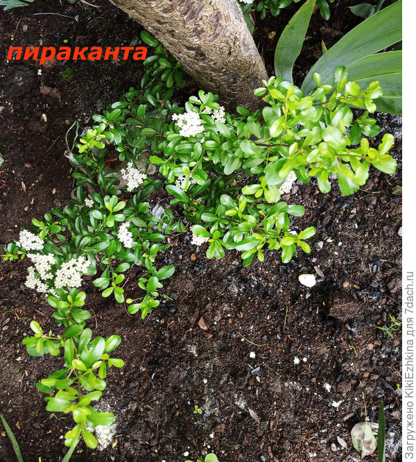 Всё-таки я дождалась  явного цветения : вот они корзиночки  на  кустике...