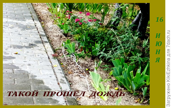 Пошла я в город, и проходя мимо своей  Алычи  запечатлела контуры  кроны, отразившиеся на тротуаре