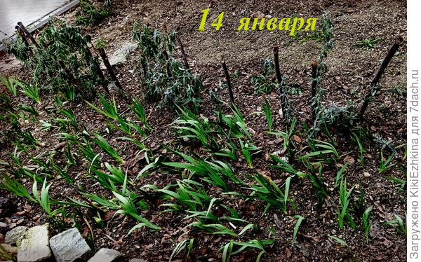 Позади пятна с Ирисами, и  рядочка Буддлей Давида- расчищенное  пространство под Алычой, не засаженное  пока  ничем... Таким образом  расчищаю землю я :  камни выбрала,  море виноградных улиток  повыбирала, ни палочек, ни веточек, ни корешков... Думаю пока- чем занять?